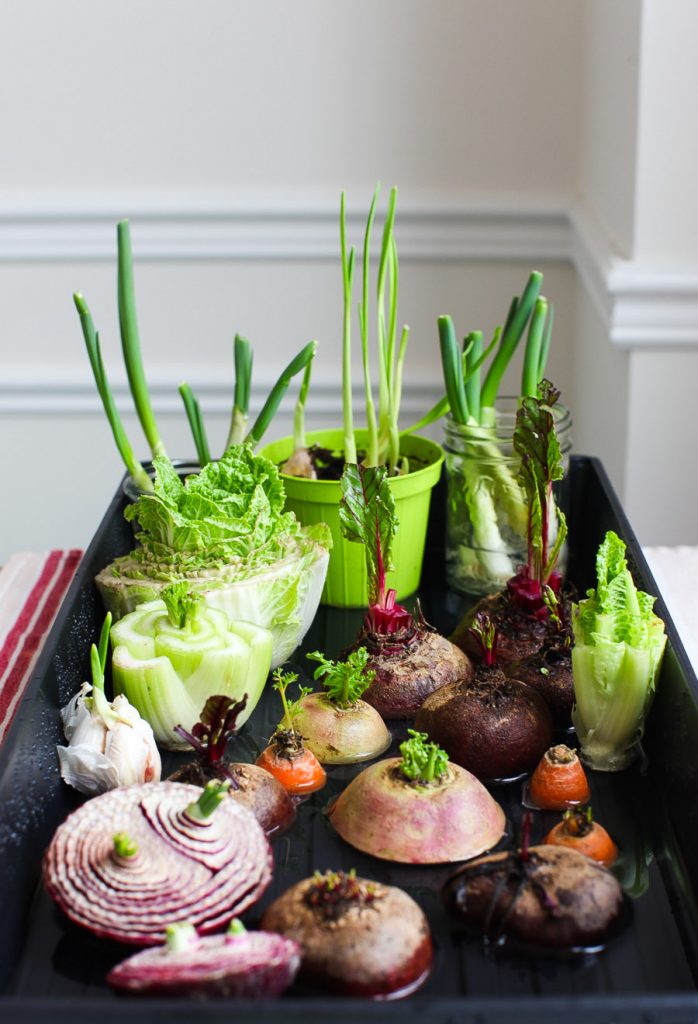 How To Regrow Celery, Garlic, And Green Onions